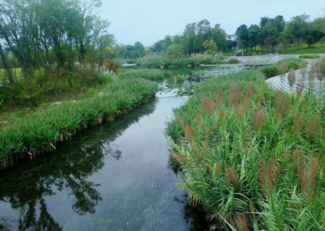 成都南门再添生态绿肺 4.8万方湿地公园引领城市生态修复