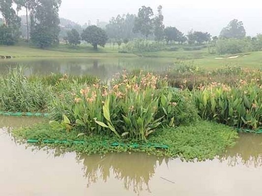 常平低耗能生态修复劳动力 河道治理 农村 河水 兴森环保