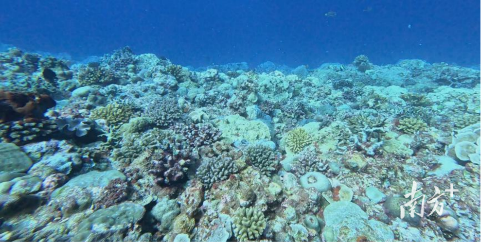 《2025年南海区海洋生态保护修复公报》正式发布